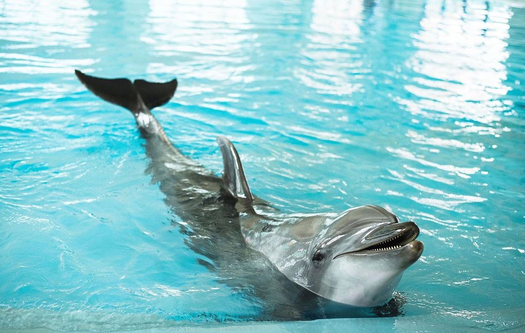 dubai-dolphinarium