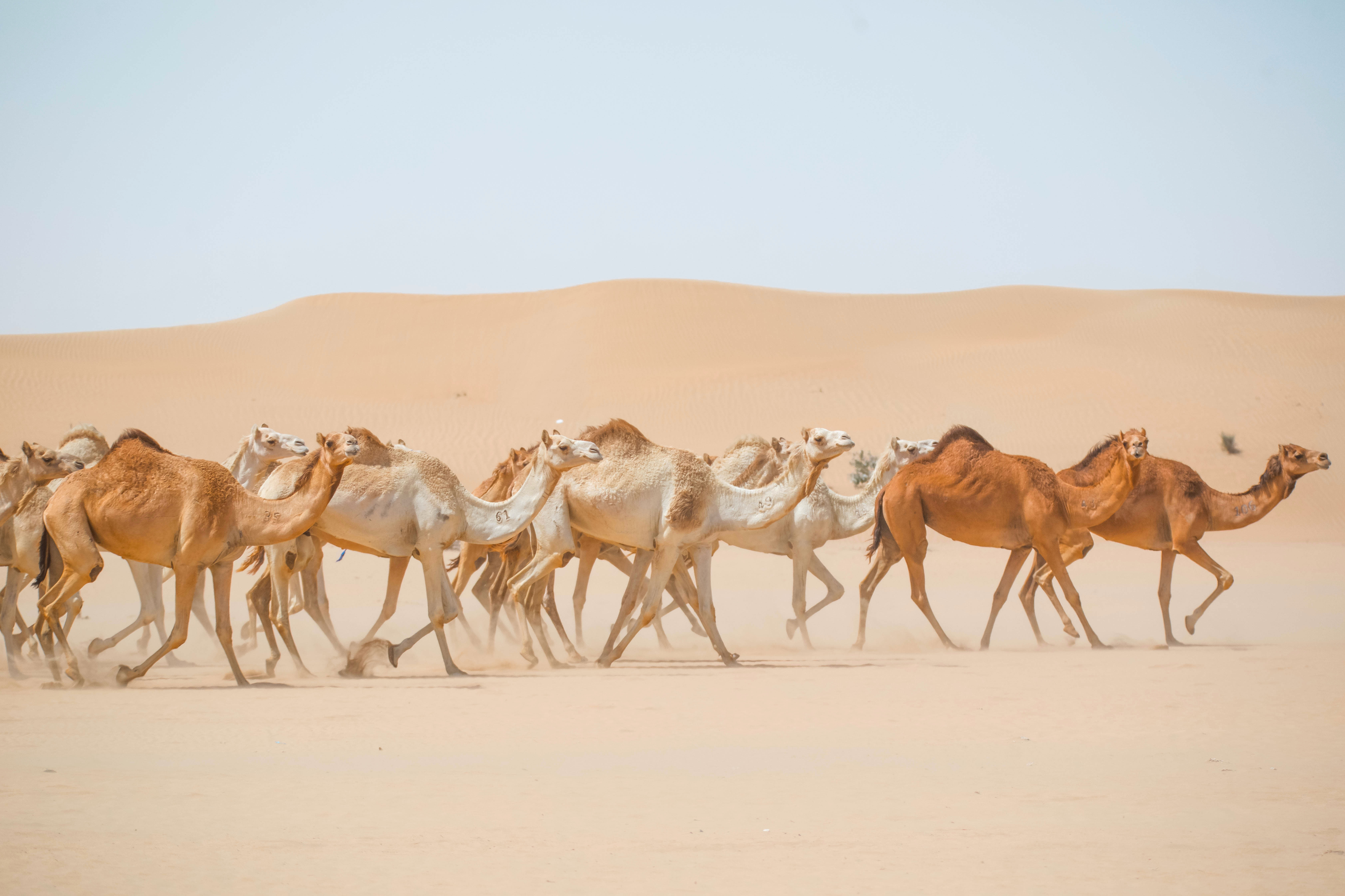 all-about-camels-deser-header