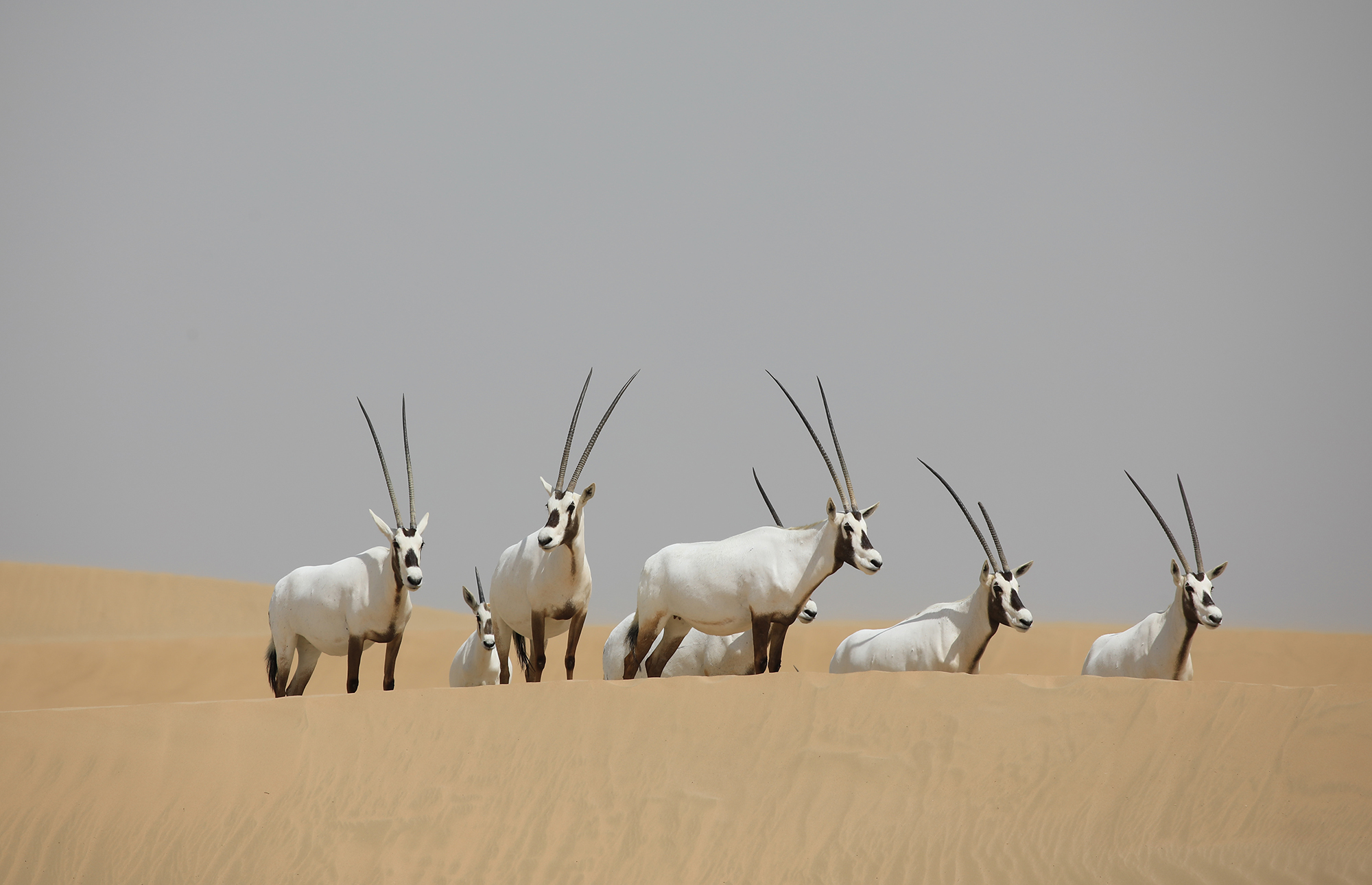 Arabian Oryx in Dubai