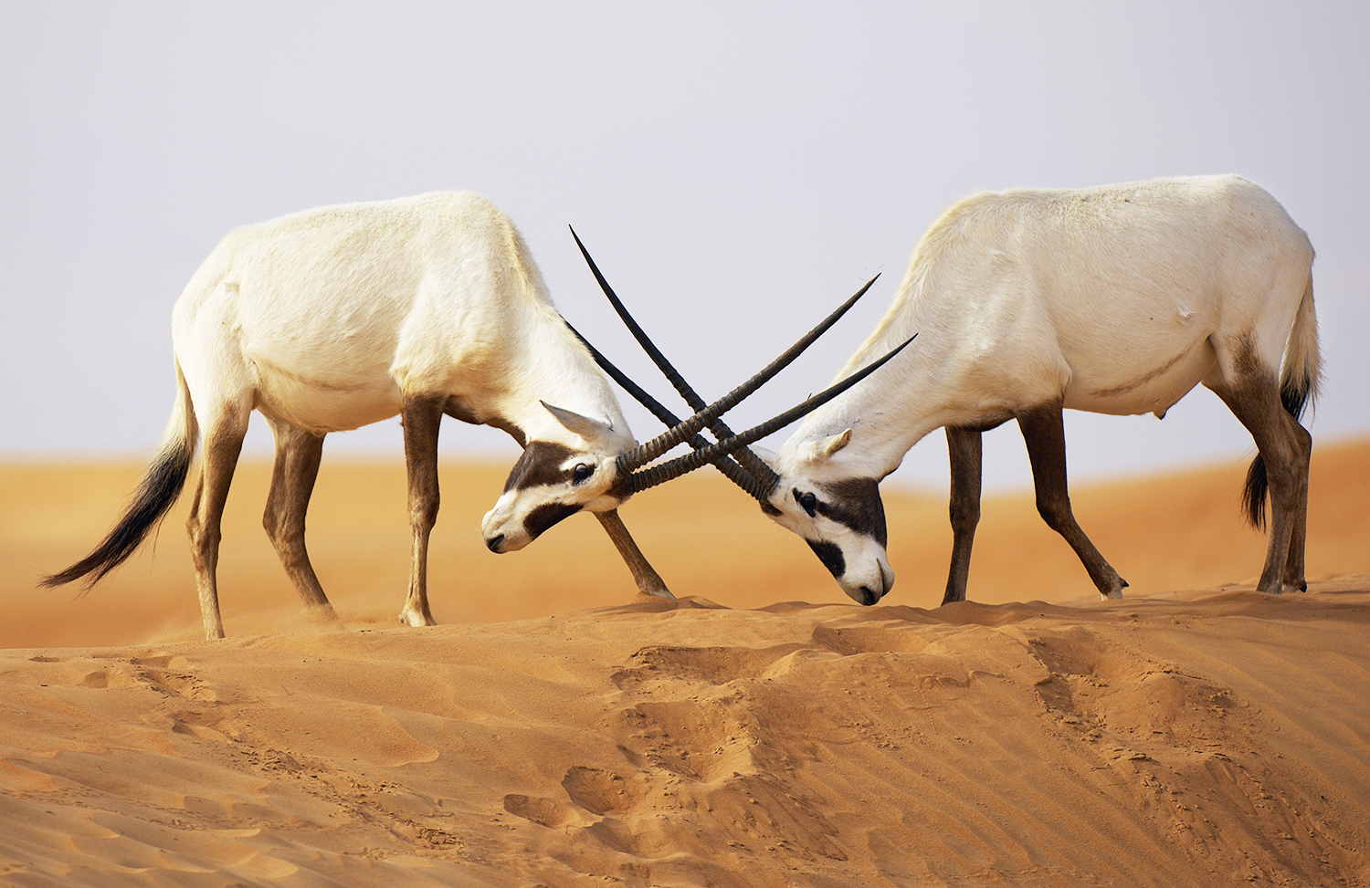 沙漠里的野生动物图片
