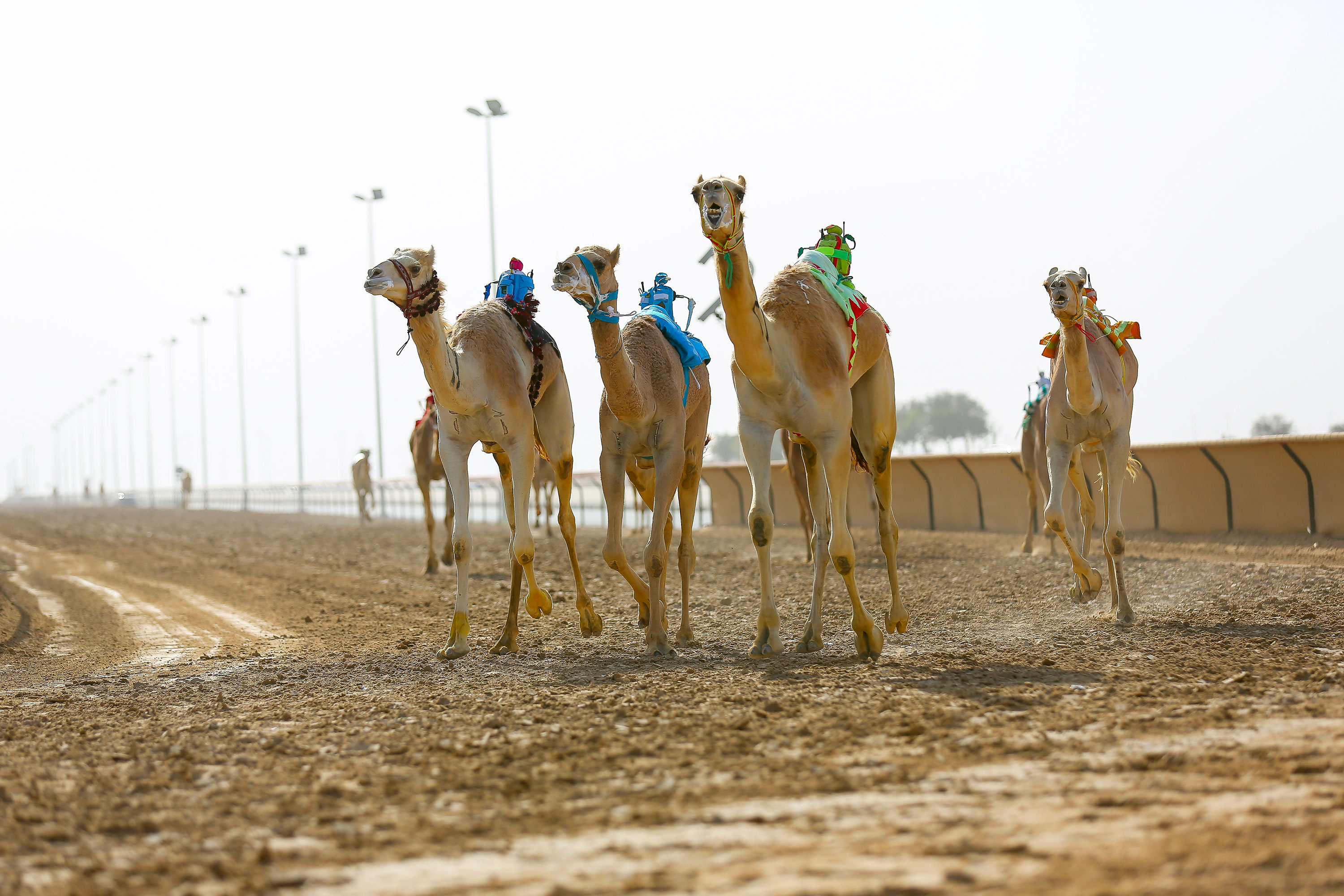 Al Marmoom Camel Racing in Dubai