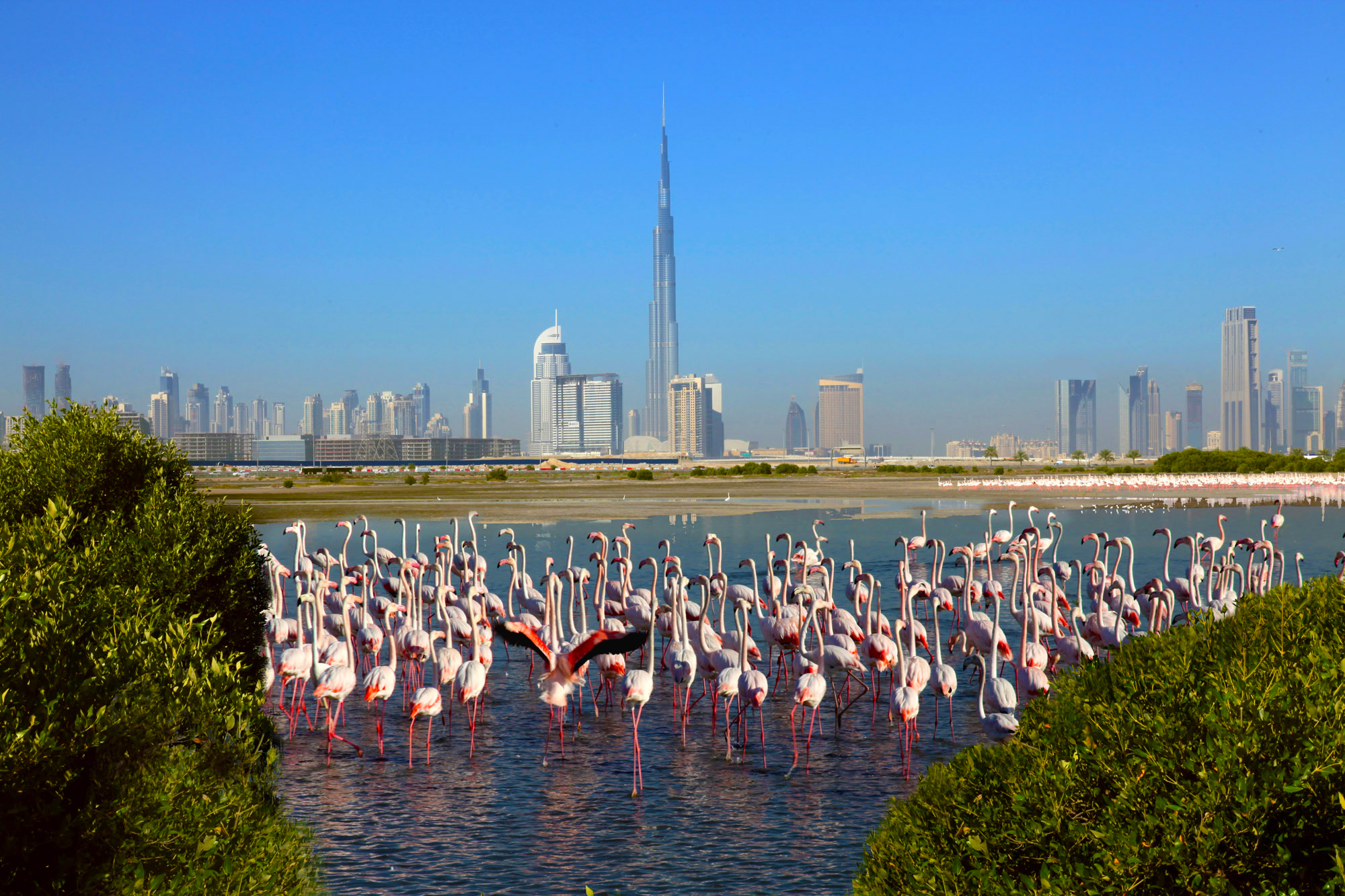 Ras Al khor Wildlife Sanctuary Dubai