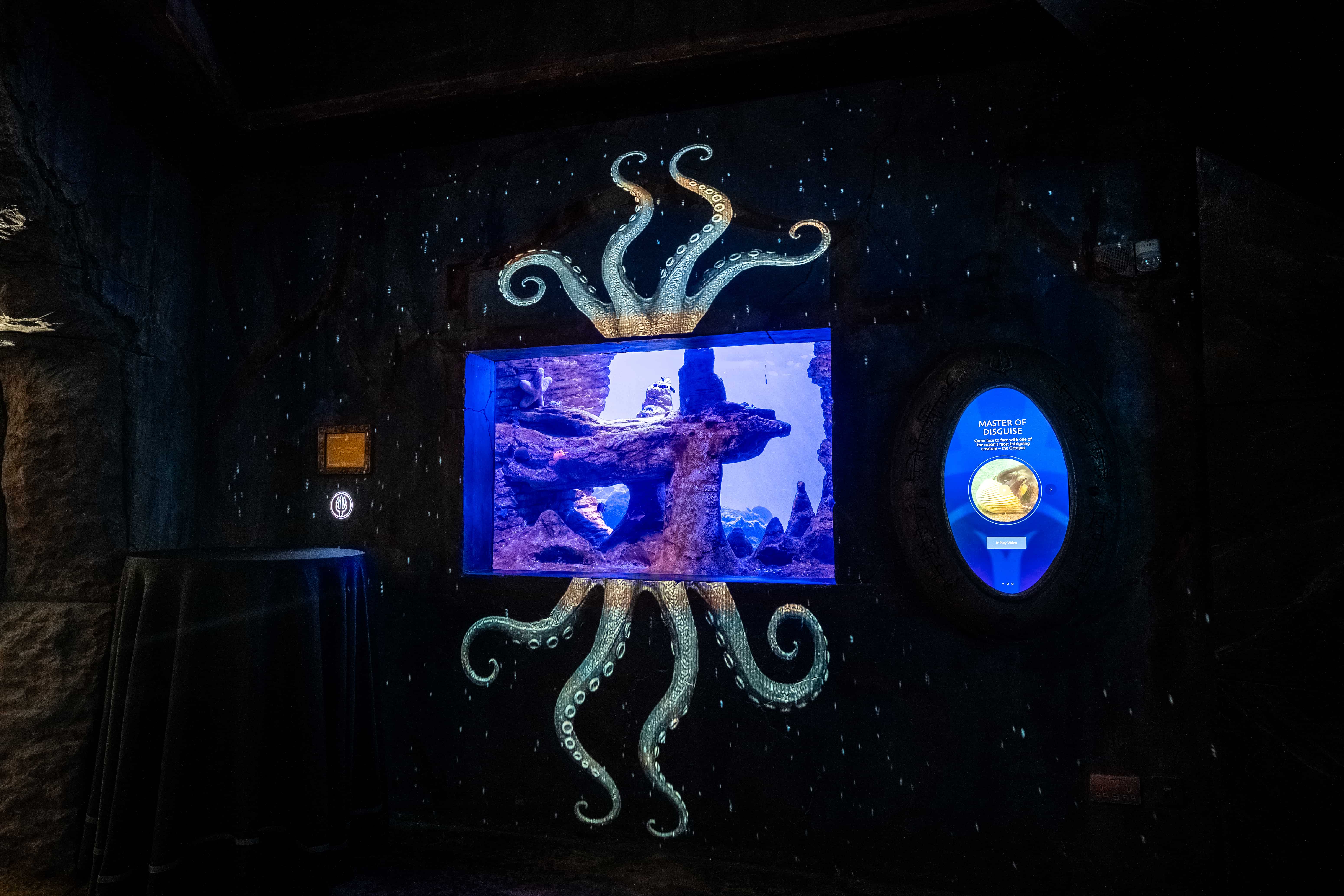 The lost world aquarium octopus